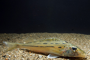 Schrätzer (Gymnocephalus schraetser)