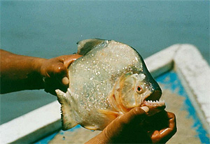 Schwarzer Piranha (Serrasalmus rhombeus)