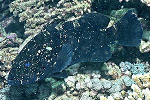 Schwarzer Zackenbarsch (Epinephelus daemelii)