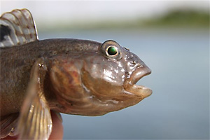 Schwarzmund-Grundel (Neogobius melanostomus)