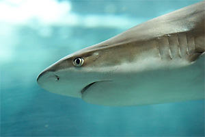 Schwarzspitzen-Riffhai (Carcharhinus melanopterus)