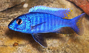 Azurcichlide (Sciaenochromis fryeri)