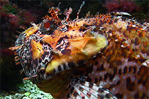 Großer Roter Drachenkopf (Scorpaena scrofa) Großer Roter Drachenkopf (Scorpaena scrofa)