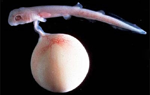 Embryo eines Kettenkatzenhais (Scyliorhinus retifer)