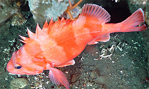 Redbanded rockfish (Sebastes babcocki)