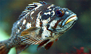Gopher rockfish (Sebastes carnatus)