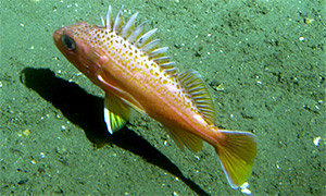 Greenspotted rockfish (Sebastes chlorostictus)