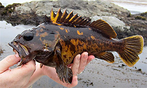 Black-and-yellow rockfish (Sebastes chrysomelas)