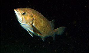 Widow rockfish (Sebastes entomelas)