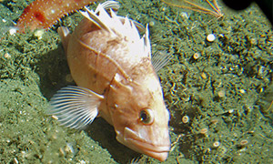 Cowcod (Sebastes levis)