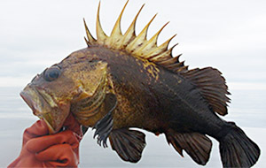 Quillback rockfish (Sebastes maliger)