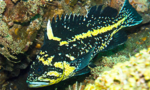 China rockfish (Sebastes nebulosus)