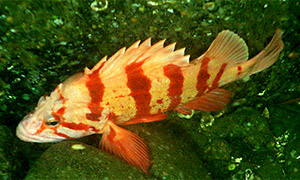 Tiger rockfish (Sebastes nigrocinctus)
