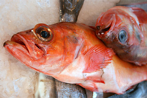 Rotbarsch (Sebastes marinus) - Copyright:Hieronymus Ukkel - Fotolia.com