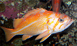 Canary rockfish (Sebastes pinniger)