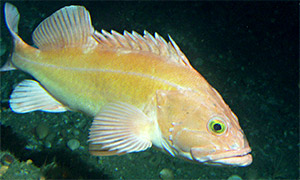 Yelloweye rockfish (Sebastes ruberrimus)