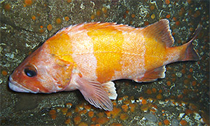 Flag rockfish (Sebastes rubrivinctus)