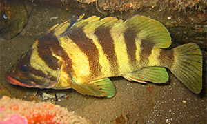 Treefish (Sebastes serriceps)