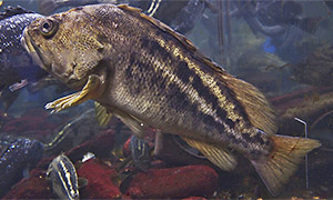 Sebastes trivittatus