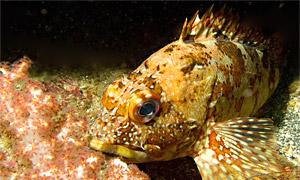 False kelpfish (Sebastiscus marmoratus)