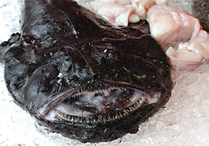 Seeteufel (Lophius piscatorius)