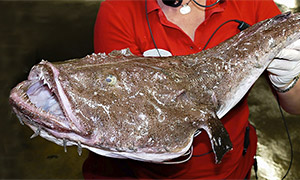 Seeteufel (Lophius piscatorius)