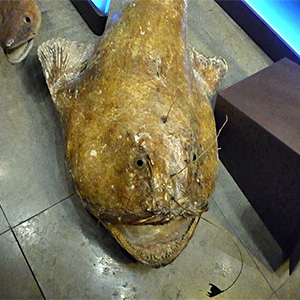 Seeteufel (Lophius piscatorius)