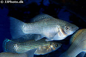 Tigerkärpfling (Poecilia velifera)