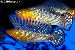Tigerkärpfling (Poecilia velifera)