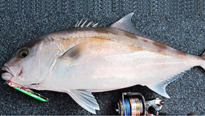 Samson fish (Seriola hippos)