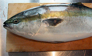 Gelbschwanzmakrele (Seriola lalandi)