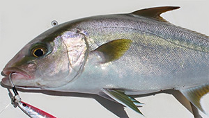 Longfin yellowtail (Seriola rivoliana)