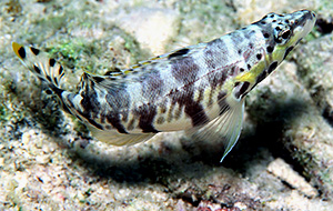 Harlequin Bass (Serranus tigrinus)