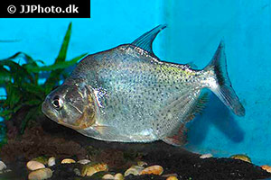 Serrasalmus eigenmanni