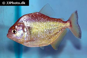 Serrasalmus maculatus