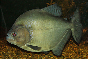 Schwarzer Piranha (Serrasalmus rhombeus)