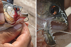 Schwarzer Piranha (Serrasalmus rhombeus)