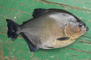 Schwarzer Piranha (Serrasalmus rhombeus)