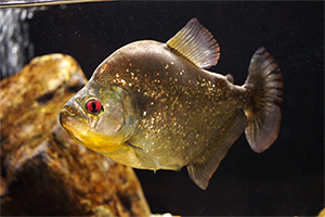 Schwarzband-Sägesalmler (Serrasalmus spilopleura)