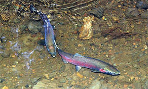 Laichbereite Silberlachse (Oncorhynchus kisutch)