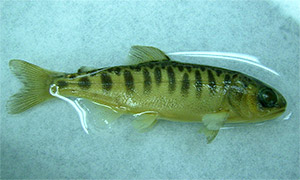 Silberlachs (Oncorhynchus kisutch)