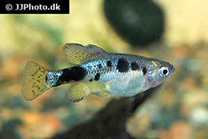 Skiffia multipunctata