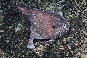 Sladenia remiger Sladenia remiger