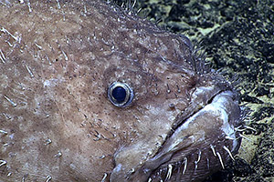 Sladenia remiger Sladenia remiger