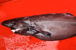 Südlicher Schlafhai Somniosus antarcticus