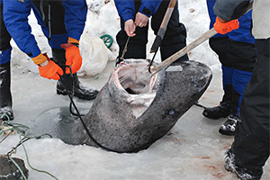 durch ein Eisloch gefangener Grönlandhai