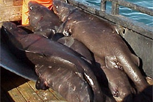 Pazifischer Schlafhai Somniosus pacificus