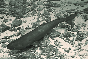 Pazifischer Schlafhai Somniosus pacificus