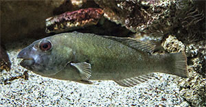 Europäische Papageifisch (Sparisoma cretense)