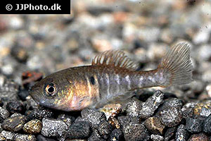 Spectrolebias brousseaui